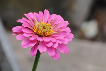 Fresh Zinnia