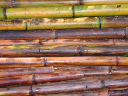 Freshly Cut Bamboo Poles