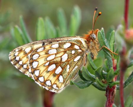 FRITILLARY, EDWARD'S (Speyeria edwardsii) (8-24-12) dunton meadow, near lizard head, dolores co, co (3)