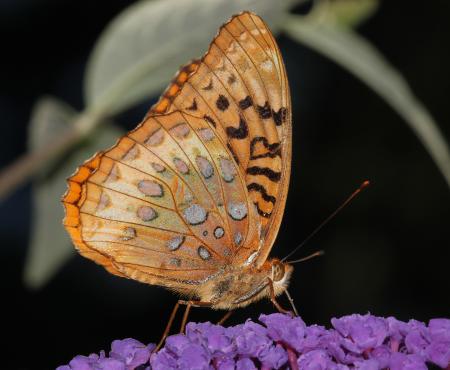 FRITILLARY, GREAT SPANGLED (speyeria cybele) (8-11-09) pepperill, ma (2)