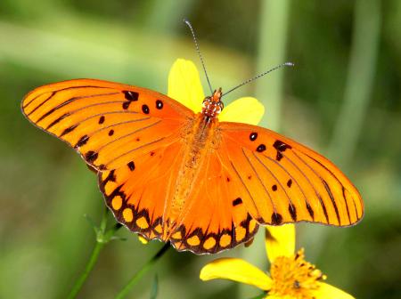 FRITILLARY, GULF (Agraulis vanillae) (10 -7-10) pena blanca lake, scc, az