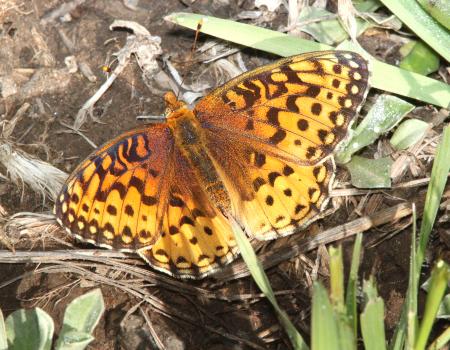 FRITILLARY, MORMON (Speyeria mormonia) (8-19-13) fem, 9000 ft, just s of stunner pass, conejos co, co -02