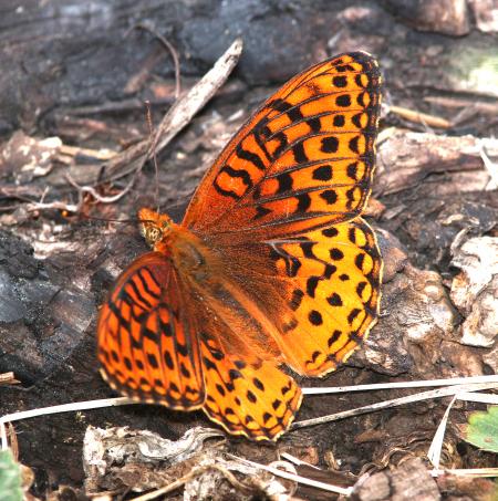 FRITILLARY, NORTHWESTERN (Speyeria hesperis) (6-14-13) 8800ft, hannigan ck, 2 m north of hannigan lodge, greenlee co, az (90)