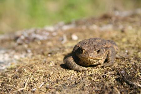 Frog closeup