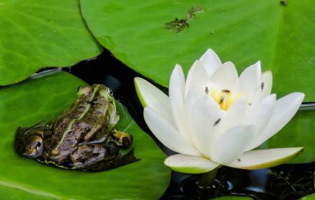 Frog in the Pond