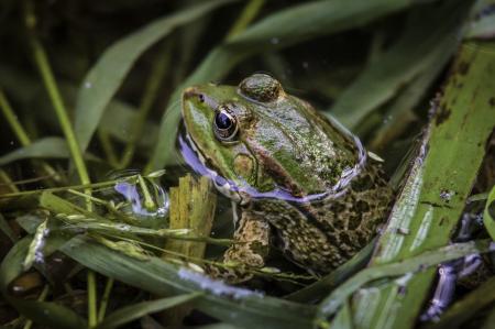 Frog in the Water