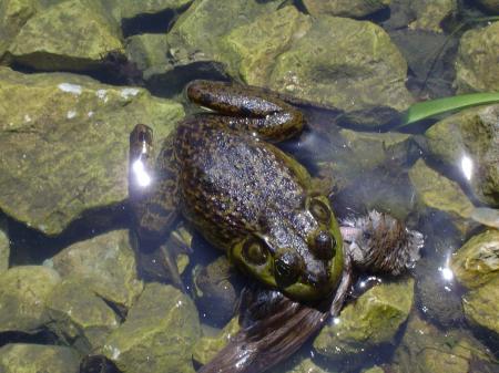 Frog in the Water