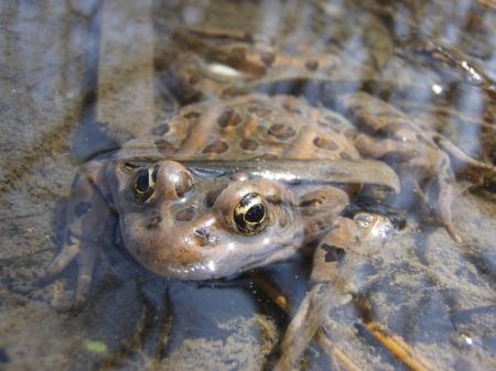 Frog in the Water