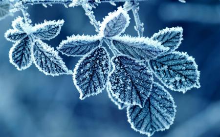 Frost and Leaf