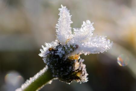 Frost on Daisy