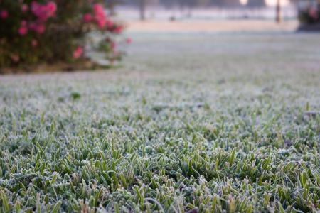 Frost on Grass