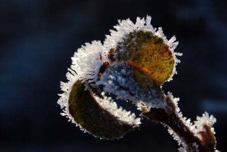 Frost on Leaves