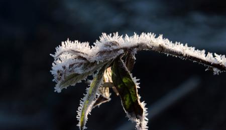 Frost on Leaves