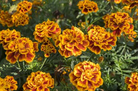 Frost on Marigold