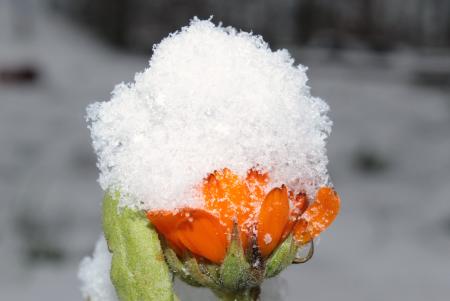 Frozen Marigold