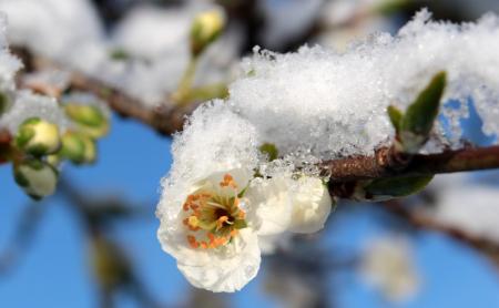 Frost on Plum Tree