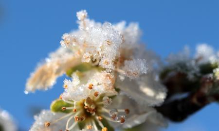 Frost on Plum Tree