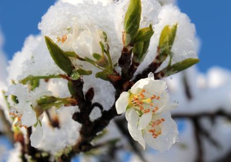 Frost on Plum Tree