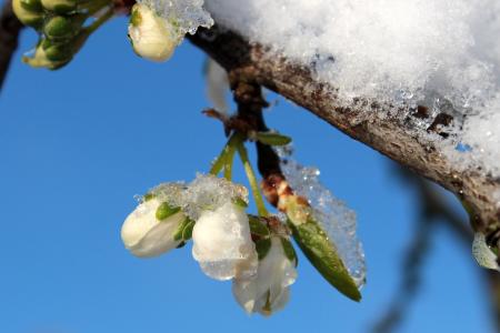 Frost on Plum Tree