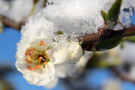 Frost on Plum Tree