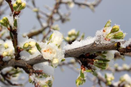 Frost on Plum Tree