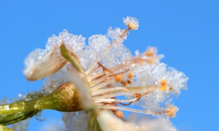 Frost on Plum Tree