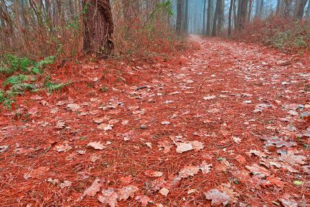 Frosty Christmas Trail - HDR