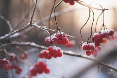 Frozen Berries