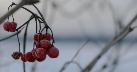 Frozen berries
