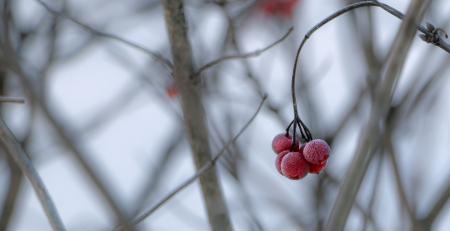 Frozen berries