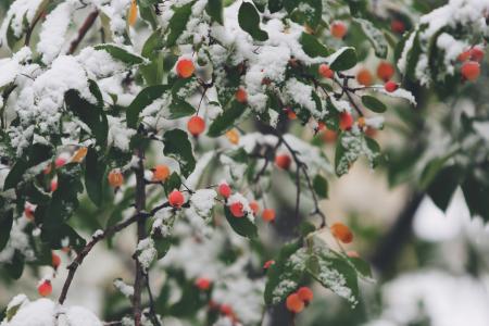 Frozen Berries