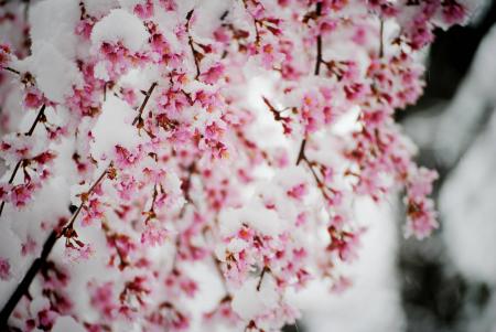 Frozen Cherry Blossom