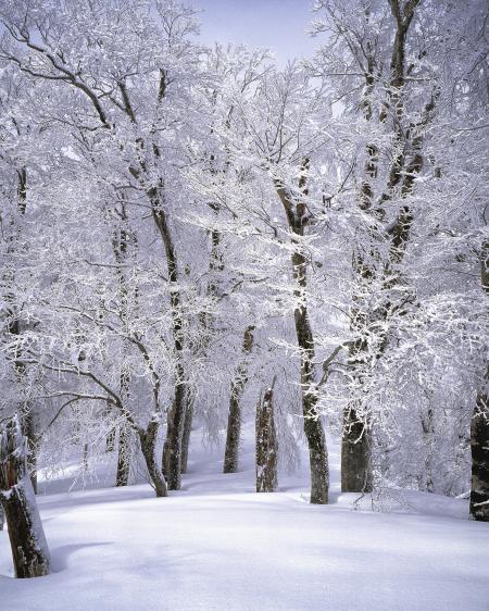 Frozen Forest