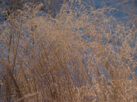 Frozen forest