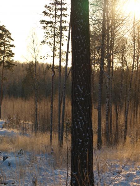 Frozen forest