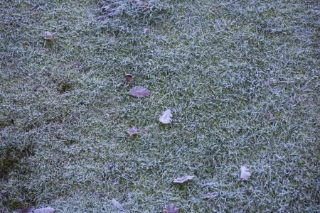 Frozen grass