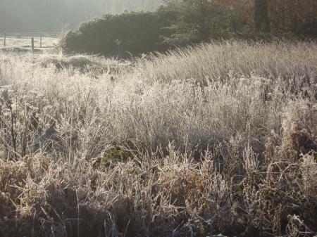 Frozen Grass