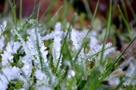 Grass in Winter