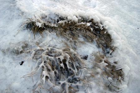 Frozen ground