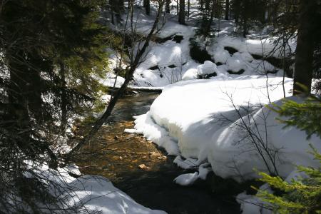 Frozen Jungle