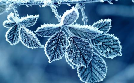 Frozen leafs