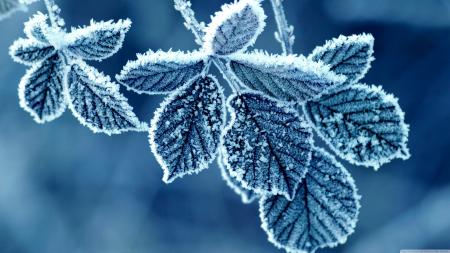 Frozen Leaves