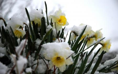 Frozen Narcissus