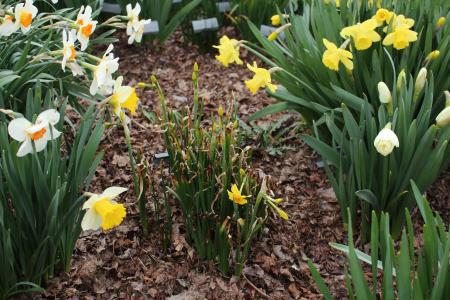 Frozen Narcissus