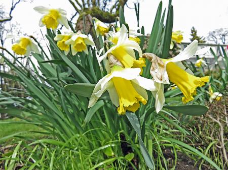 Frozen Narcissus