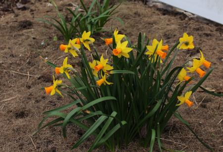 Frozen Narcissus