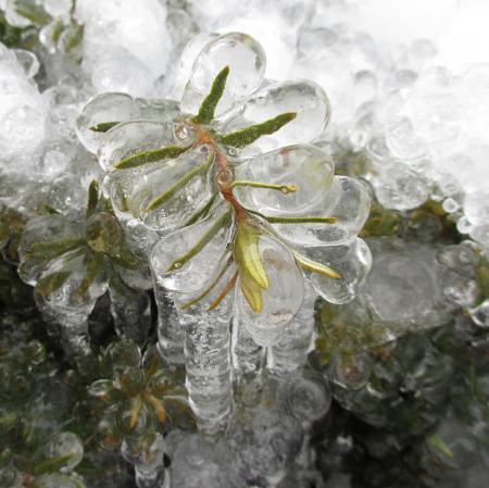 Frozen Plants