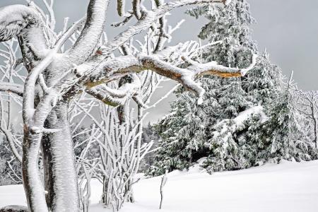 Frozen Plant