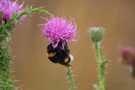 Frozen Thistle