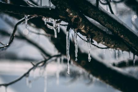 Frozen Water Droplet on Tree Branch